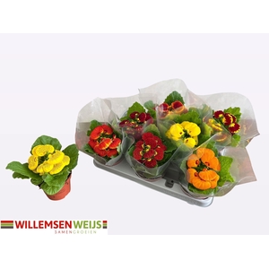 CALC X HERBEOHYBRIDA