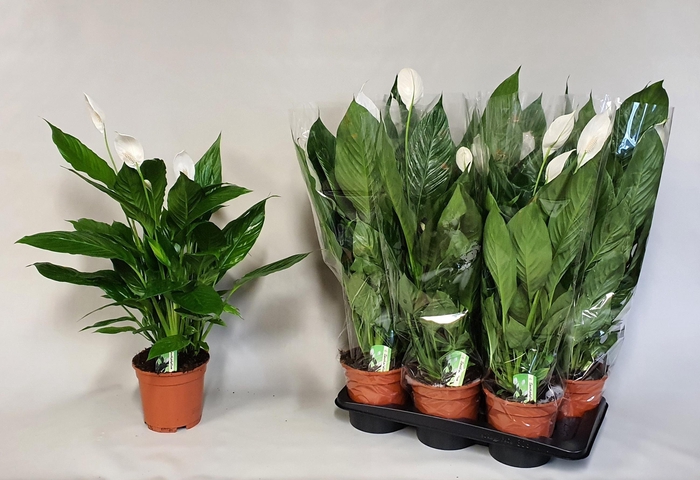 <h4>SPATH VERDI</h4>