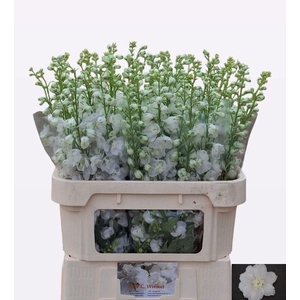 DELPH DU AURORA WHIT