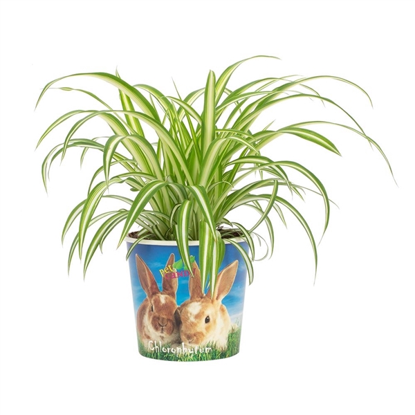 <h4>Chlorophytum Variegatum 12cm - Beker Pet Candy Konijn</h4>