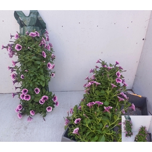 PET VIVINI VIOLET WALLHANGER