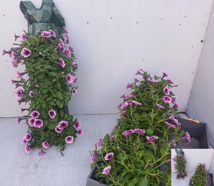 <h4>PET VIVINI VIOLET VE</h4>