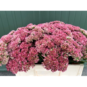 SEDUM SPECTABILE