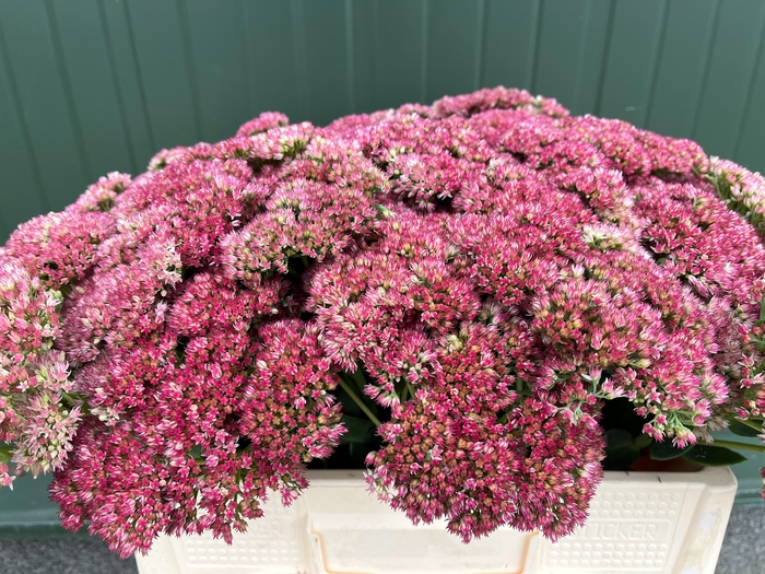 SEDUM SPECTABILE