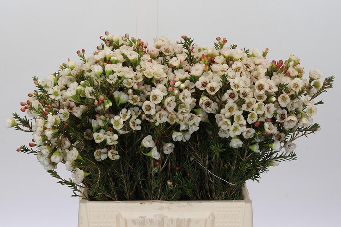 <h4>Chamelaucium Moonlight Delight</h4>