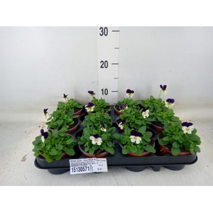 Viola corn. 'Evo Mini White Purple'