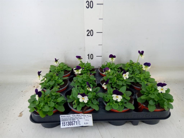 <h4>Viola corn. 'Evo Mini White Purple'</h4>