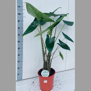 ALOC ZEBRINA
