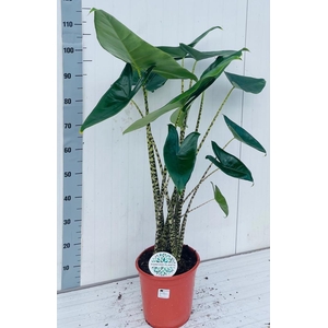 ALOC ZEBRINA