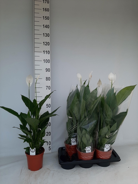 <h4>SPATH SWEET SILVIO</h4>