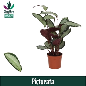 Calathea 12cm Picturata Rhythm of Nature