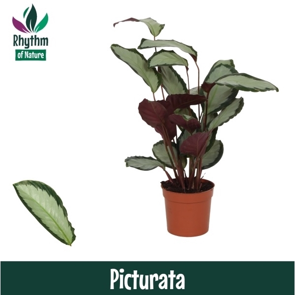 <h4>Calathea 12cm Picturata Rhythm of Nature</h4>