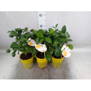 Citrus meyeri 'Meyer'
