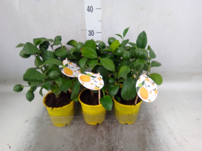 <h4>Citrus meyeri 'Meyer'</h4>