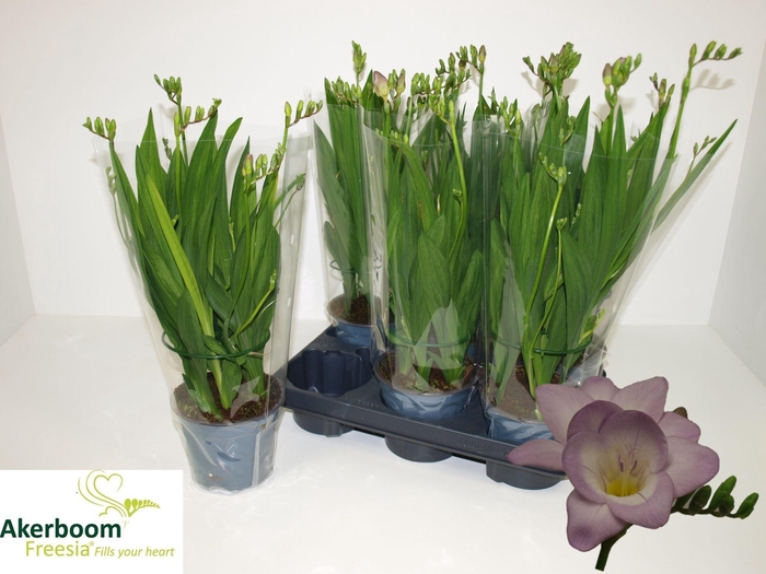 <h4>FREESIA OV</h4>