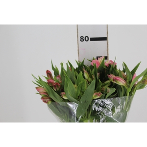 ALSTROEMERIA TOURMALINE 080 CM ROSA