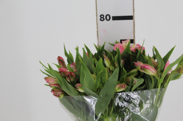 <h4>ALSTROEMERIA TOURMALINE 080 CM ROSA</h4>