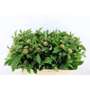 PAEO L S SALMON SAUCER