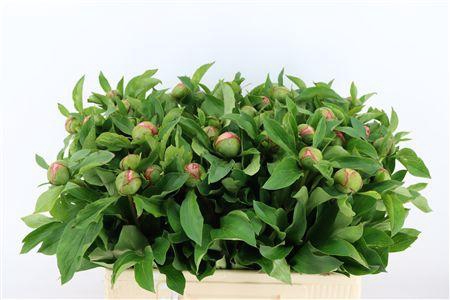 <h4>PAEO L S SALMON SAUCER</h4>