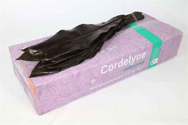 <h4>CORD.  BLACK TIE 80CM</h4>