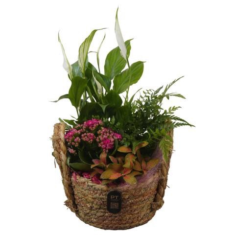 <h4>PTIB5218 Arrangement Indoor in rieten mand</h4>