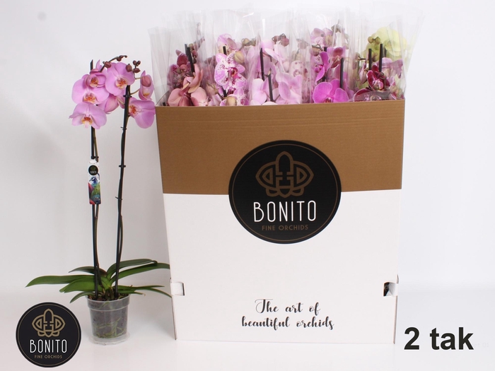 <h4>PHAL GEM 7 KL</h4>