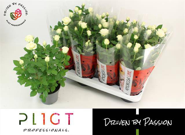 <h4>ROSA INFINTY WHITE P14</h4>