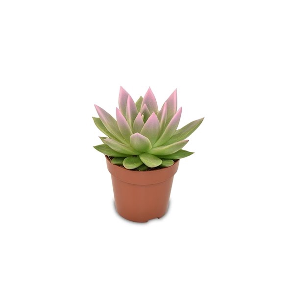 <h4>Echeveria coloured pink festival</h4>