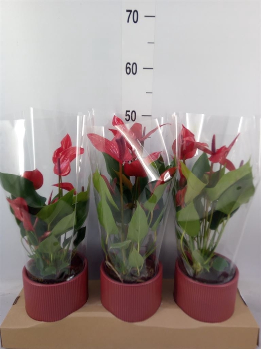 <h4>Anthurium  'Banderola Lava'</h4>