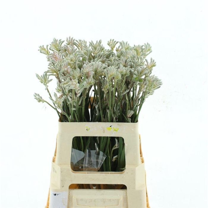 <h4>Anigoz Bush Diamond</h4>