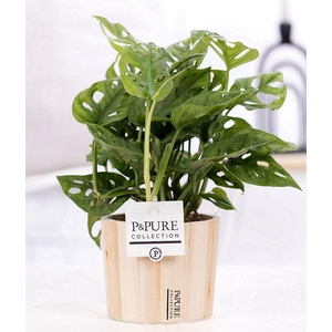 Monstera Adansonii in P&PURE wood 5