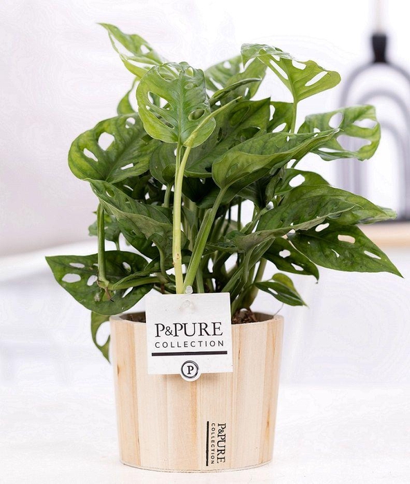<h4>Monstera Adansonii in P&PURE wood 5</h4>