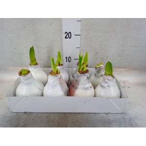 Hippeastrum   ...waxed