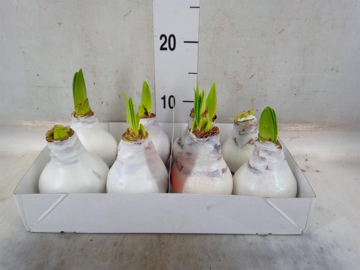 <h4>Hippeastrum   ...waxed</h4>