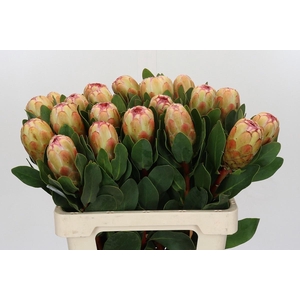 PROTEA GRANDICOLOR