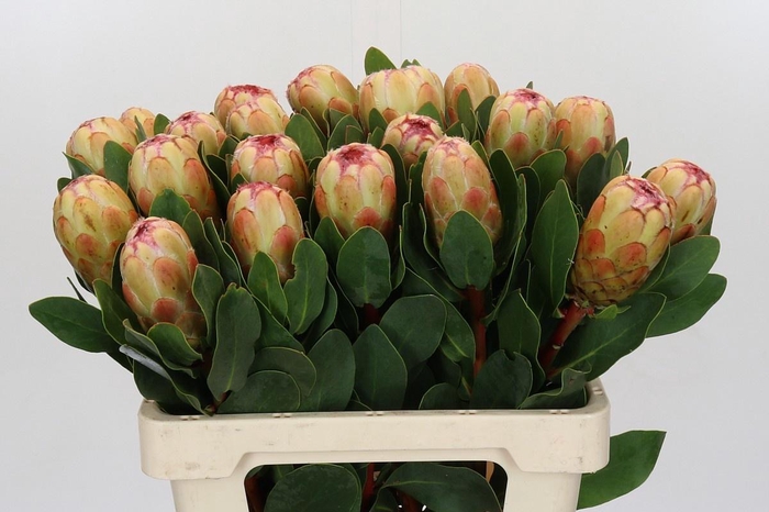 <h4>PROTEA GRANDICOLOR</h4>