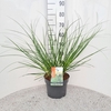 Cortaderia selloana Pumila