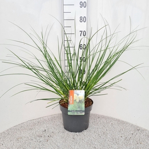 Cortaderia selloana Pumila