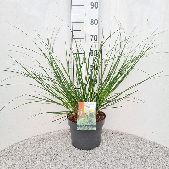 Cortaderia selloana Pumila
