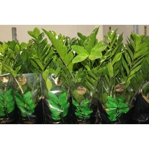 ZAMIOCULCAS PREMIUM P17 PREMIUM