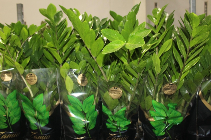 <h4>ZAMIOCULCAS PREMIUM P17 PREMIUM</h4>