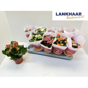 KAL GE PERF GEM 5 KL