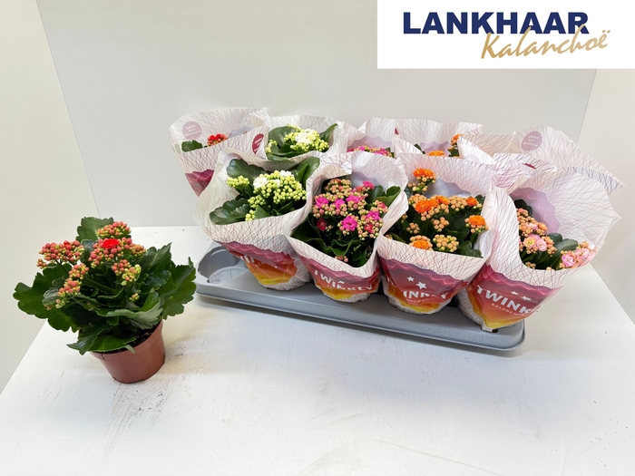 <h4>KAL GE PERF GEM 5 KL</h4>