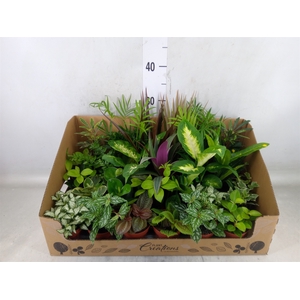 Planten Groen   ...mix 24