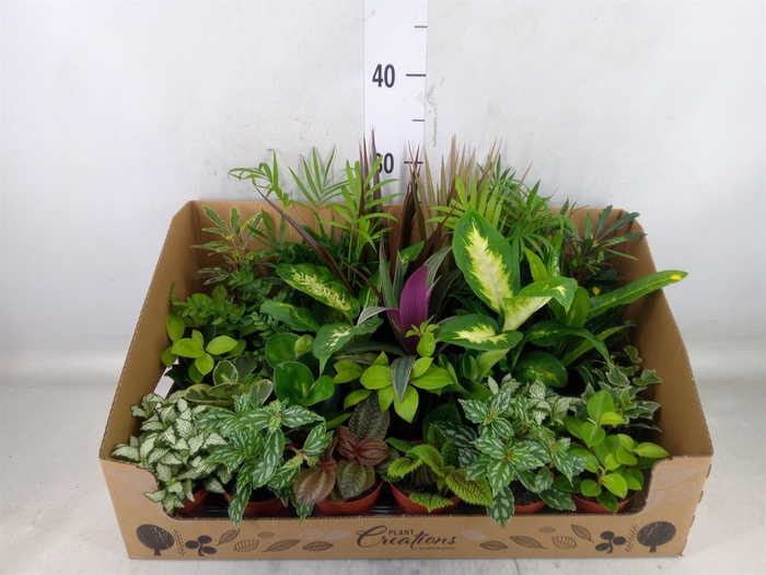 <h4>Planten Groen   ...mix 24</h4>