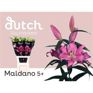 Li Ot Maldano
