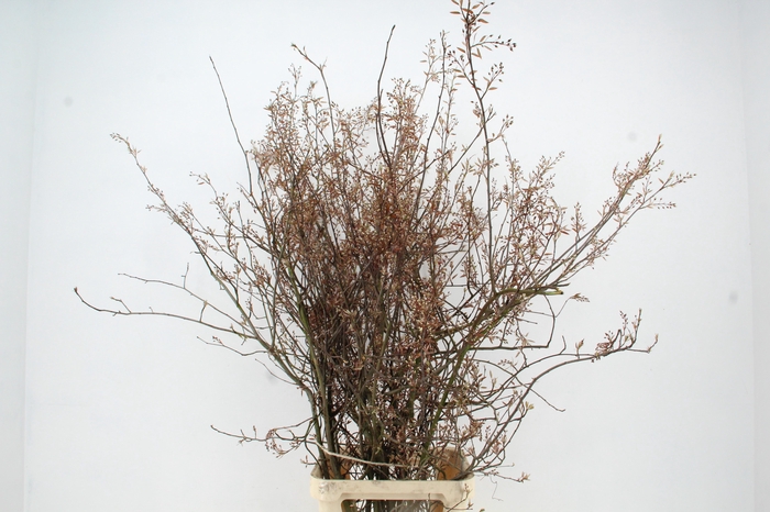 <h4>AMELANCHIER LAMARCKI(KRENTENBLOESEM) 150CM</h4>