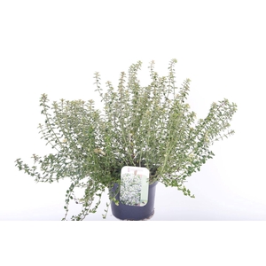 Thymus pulegoides Foxley