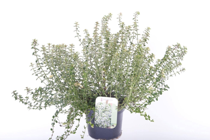 <h4>Thymus pulegoides Foxley</h4>
