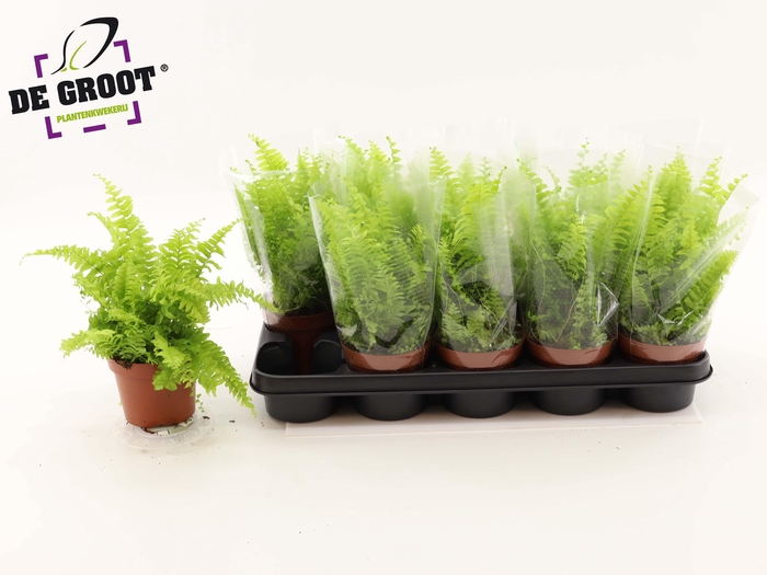 Nephr Ex Bos Bl Bell